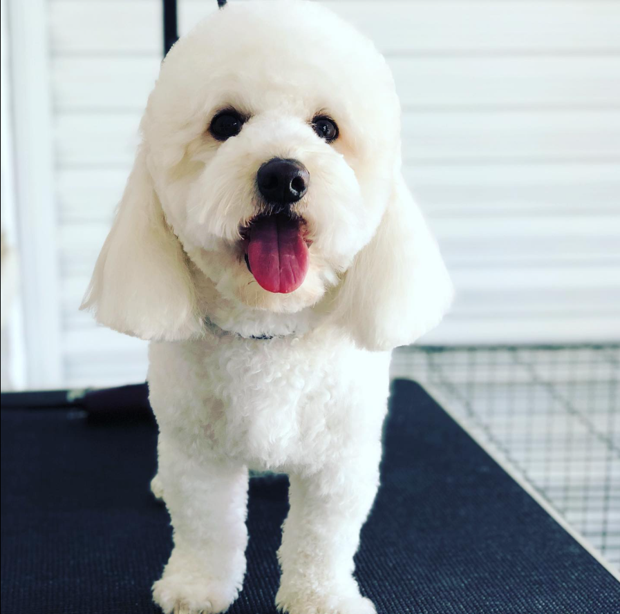 Perro en servicio de estética canina profesional